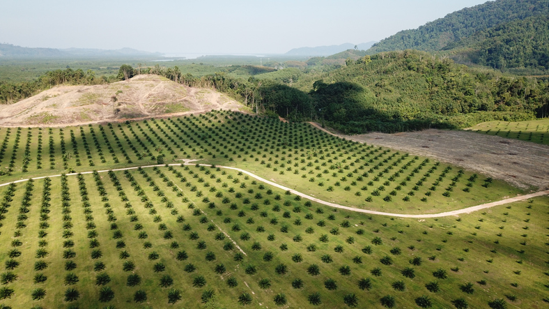 Oil palm plantation at edge of rainforest where trees are logged to clear land for agriculture in Southeast Asia